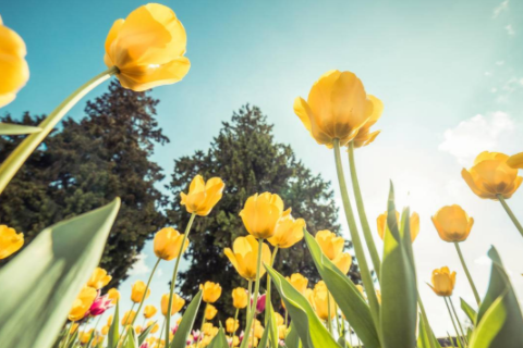 仙氣十足可愛的網名 優(yōu)雅又仙氣的網名