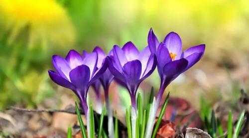 夢見情人不理我是什么意思