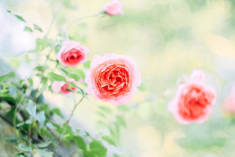 女人夢見貓是不吉之兆嗎