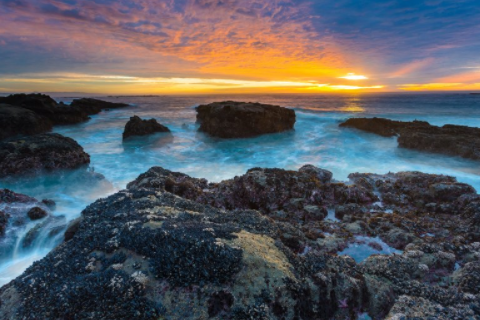 鸚鵡在風(fēng)水上有何寓意 自來鸚鵡代表什么運(yùn)氣