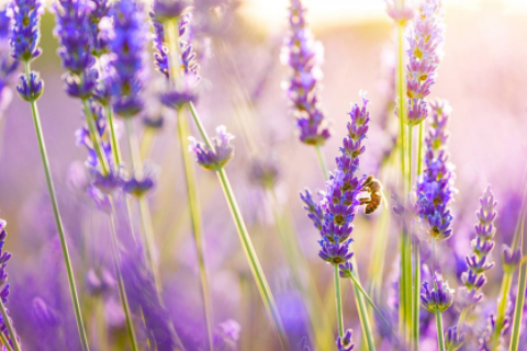 男羊女蛇婚姻是否相配 為什么羊男不能找蛇女