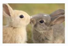 屬兔女的最佳婚配有哪些詳細解析