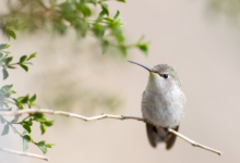 老虎和羊屬相合不合 虎和羊做夫妻好不好