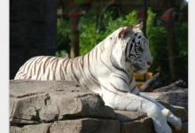 雞和虎的屬相合不合結婚?雞和虎的屬相合不合財2022年