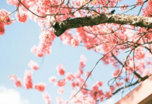 為什么狗年忌六月出生 屬狗人最苦命出生時(shí)辰