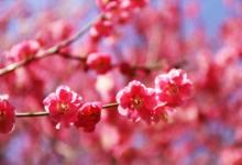 八字看配偶是否很強(qiáng)勢霸道 看八字是否屬火