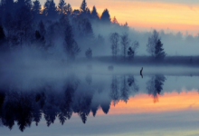 家里來貓好不好 貓主動上門意味著什么