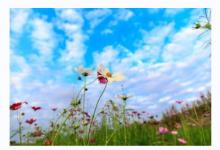 楊柳木命佩戴什么好?戴銅做的風水獅子