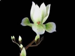 屬虎的名字帶火好嗎