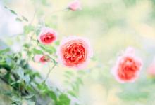 女人夢見貓是不吉之兆嗎