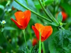 女人夢見涼拖鞋是什么意思