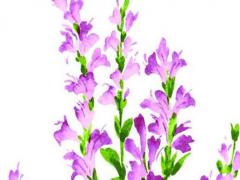 面膜的名字取什么好聽