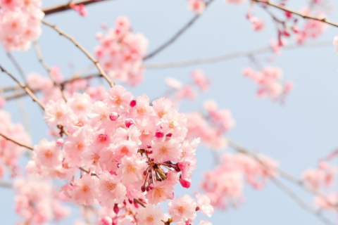 雞鼠能過一輩子嗎 雞鼠屬相之間是相生還是相克