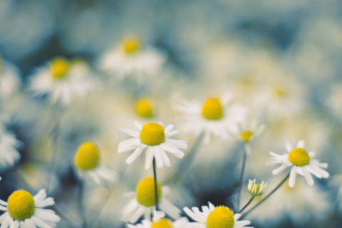 兩個屬狗的人結婚婚姻怎樣 兩個屬狗的生什么屬相的寶寶好