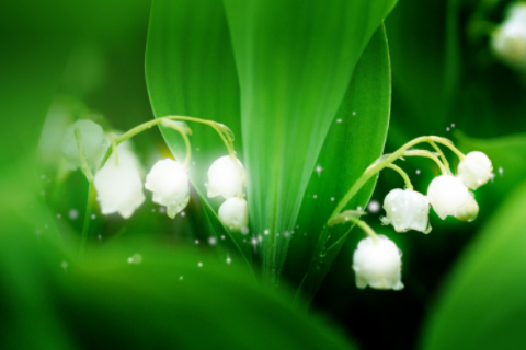 男兔女兔適合做夫妻嗎 男兔女兔相配婚姻會怎么樣