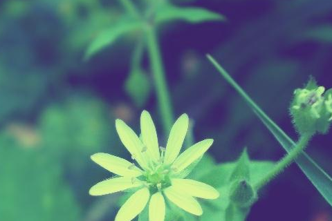 兔和蛇相配婚姻會幸福嗎 兔和蛇相配婚姻適合生個什么寶寶