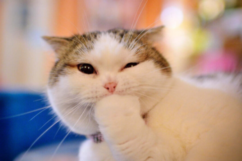 龍和猴相配婚姻如何 龍和猴在一起有財(cái)運(yùn)嗎