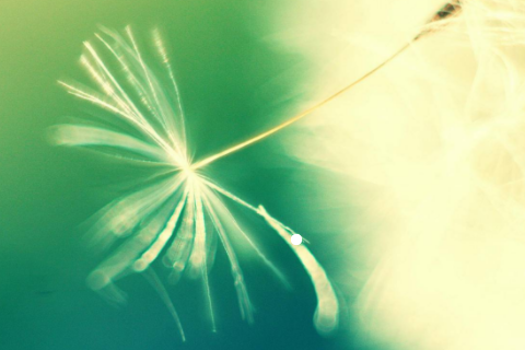 獅子座是什么命 揭秘獅子座最任性的一面