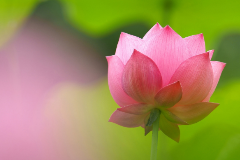 男兔女兔適合做夫妻嗎 男兔女兔相配婚姻會怎么樣