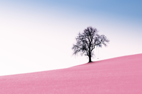 羊和牛相克還是相沖 羊和牛相沖怎么化解