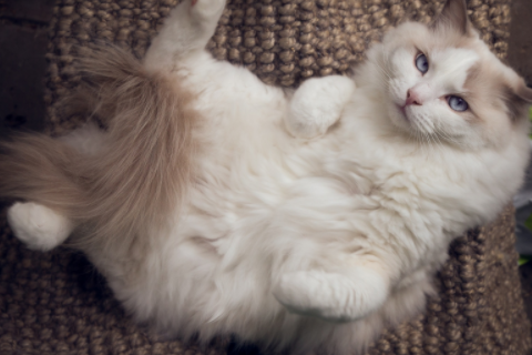 什么樹風水好又旺財 什么樹對人體好處最大