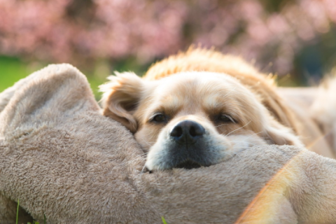 白羊座幸運色 白羊座的守護(hù)星是哪個星體