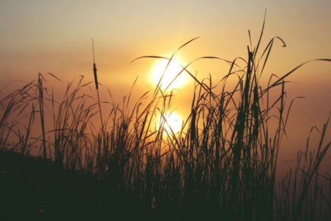 屬牛的幾月出生最好 屬牛是哪年出生的