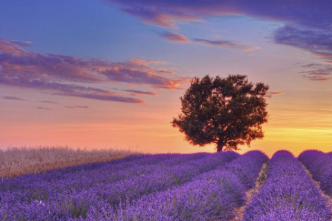 虎和雞相克還是相沖 虎和雞相配婚姻如何