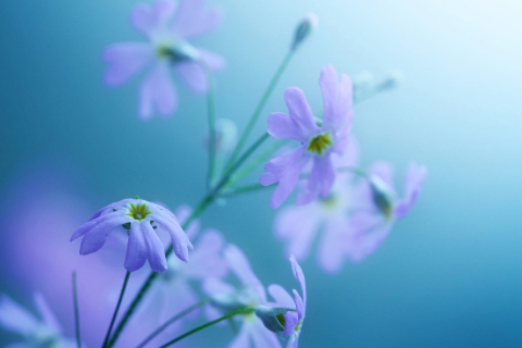 屬猴女命中注定的丈夫 屬猴女的性格和脾氣