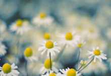 屬虎人的性格和脾氣 屬虎人最苦命出生時辰