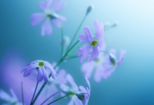 看到黃鼠狼進(jìn)屋有什么預(yù)示著什么 看到黃鼠狼過馬路跑過去什么預(yù)兆