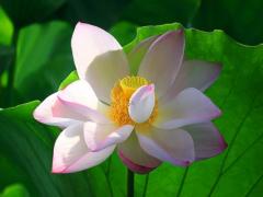 夢見女嬰是自己的女兒是什么意思