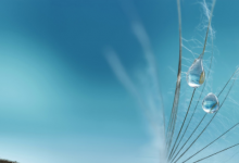 猴和馬的人合不合 猴和馬相配婚姻如何