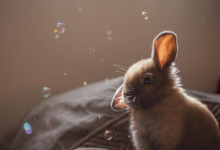 夢見雞是什么預兆 夢見雞下蛋什么意思