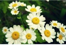 甲子日柱女命婚配?甲子日柱女命財運怎樣