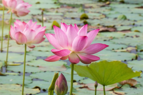 老鼠和羊能配夫妻嗎 老鼠和羊做生意合不合財