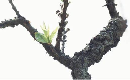 18730-.有什么好聽的動漫名字