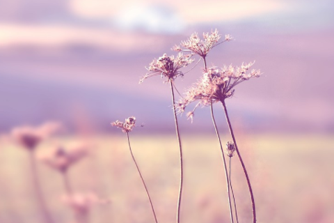 屬馬和屬狗做生意合財嗎 屬馬和屬狗的婚配怎么樣