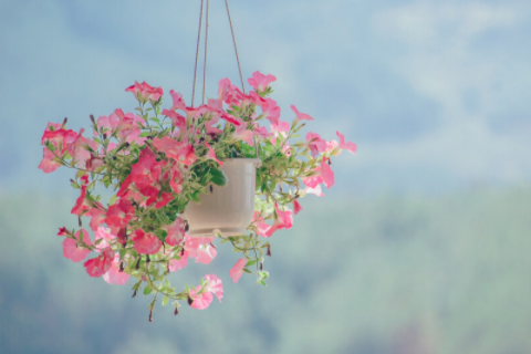 男羊女雞生個(gè)啥寶寶好 男羊女雞適合做夫妻嗎