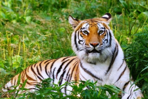 虎猴一家不富必貴的說(shuō)法是什么意思呢 虎猴夫妻不到頭是真的嗎