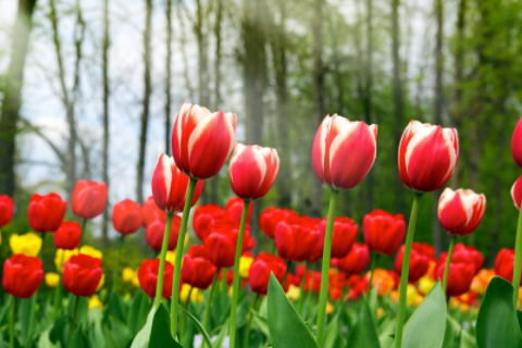 虎和猴的屬相適合做夫妻嗎 虎和猴的婚姻如何