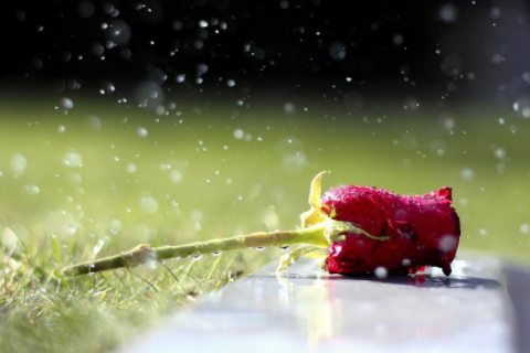 男豬女龍的結(jié)婚下場 男豬女龍適合做夫妻嗎