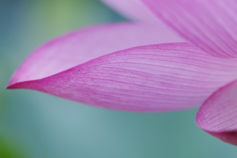 屬豬和屬豬在一起財運怎樣 屬豬和屬豬千萬不能在一起