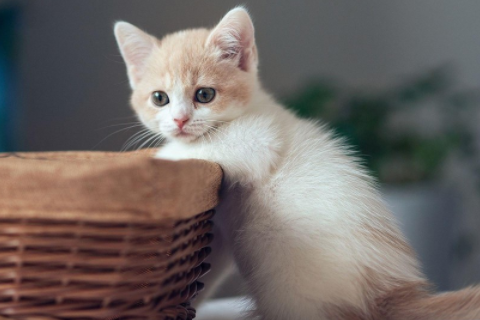 夢見蒼蠅圍著我趕都趕不走 夢見蒼蠅很多是什么意思