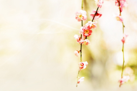 屬馬和屬兔的相克是真的嗎 屬馬和屬兔的人在一起相配嗎