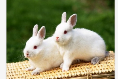 24歲屬什么生肖2023?24歲屬什么生肖配對