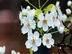 2022年8月屬鼠的婚姻感情走勢 比較低迷