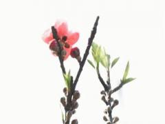 虎年陽歷6月份男虎寶寶小名