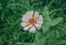 屬鼠和屬雞的在事業上好不好 屬鼠和屬雞的適合做夫妻嗎