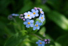 夢見火災但是及時撲滅了 夢見火災是什么意思